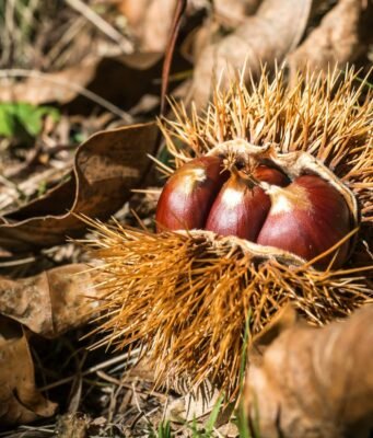 Perché l’autunno ha un odore inconfondibile: la chimica invisibile del sottobosco