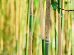 Du Zhu Piao: l’arte millenaria cinese di navigare in equilibrio su un bambù