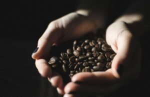Il caffè più raro del mondo: viaggio nel Black Ivory Coffee