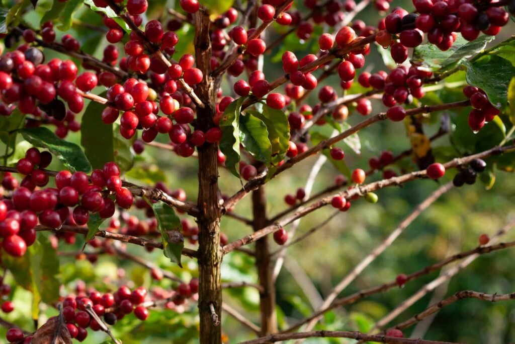 cascara bevanda sostenibile sottoprodotto caffè, La cascara: la bevanda sostenibile che nasce dagli scarti del caffè
