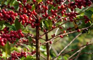 La cascara: la bevanda sostenibile che nasce dagli scarti del caffè