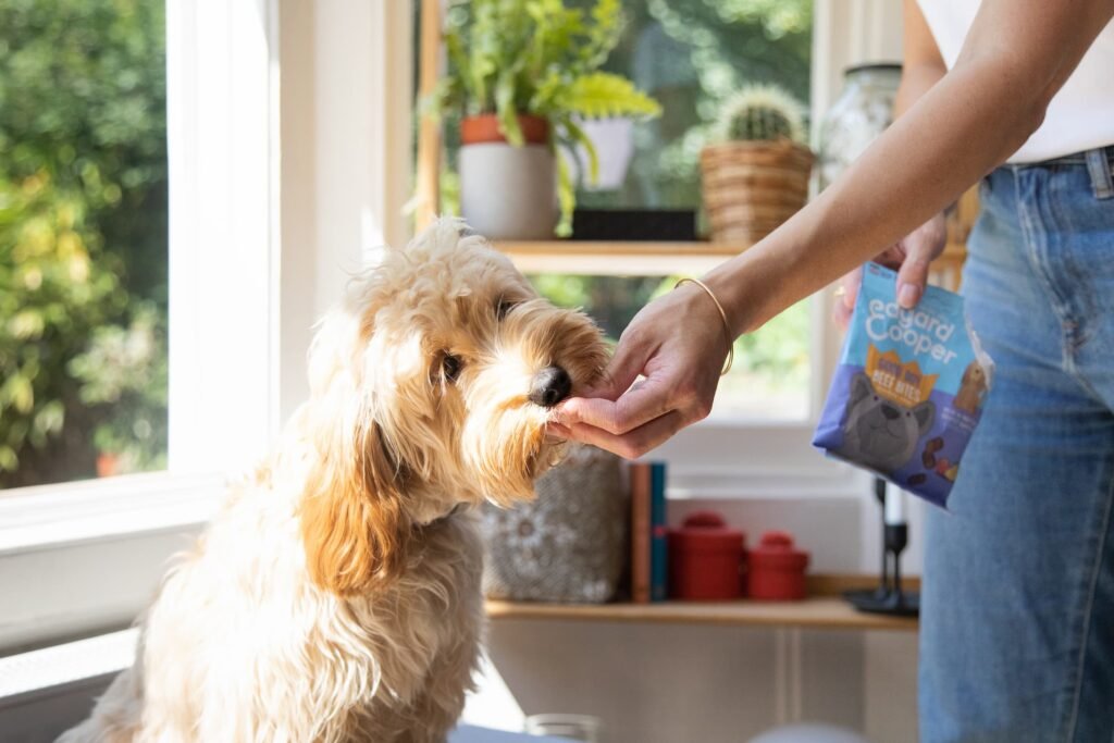 Only For Pet Lovers Milano, Domenica 13 ottobre il parco di CityLife ospita la seconda edizione di Only For Pet Lovers