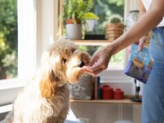 Domenica 13 ottobre il parco di CityLife ospita la seconda edizione di Only For Pet Lovers