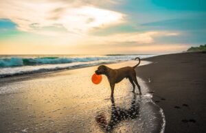 #Come configurare la miglior Pet Cam