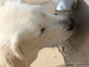 Quando il caldo uccide: le ondate di calore e i rischi che l’Italia non può più ignorare