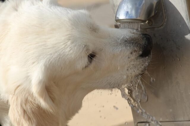 cane_acqua_bere_sete