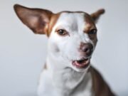 L’unicorno di Magdeburgo: la storia del fossile più mal interpretato della scienza europea