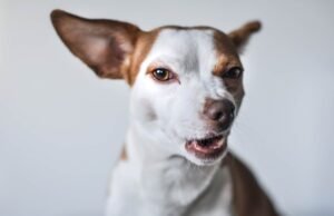 L’unicorno di Magdeburgo: la storia del fossile più mal interpretato della scienza europea