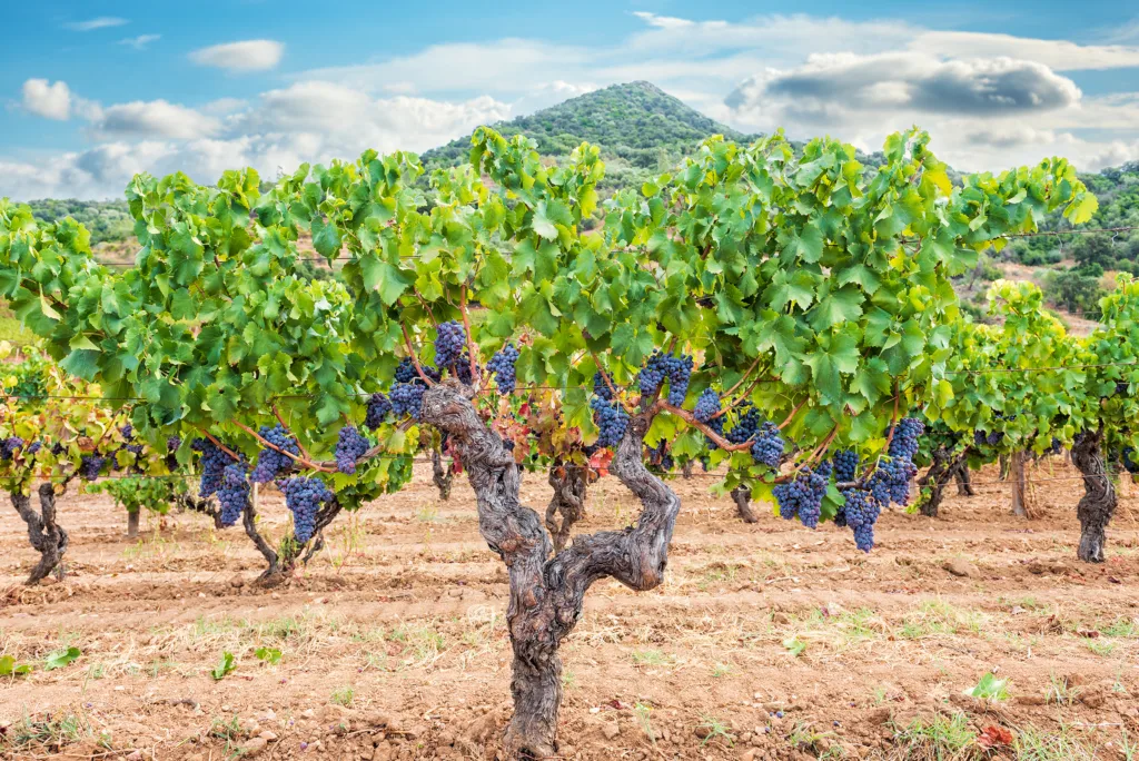 Antichi Poderi Jerzu