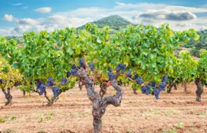 #Antichi Poderi Jerzu, l ’Ogliastra e il mestiere del vignaiolo in Sardegna Antichi Poderi Jerzu