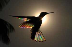 #I vincitori del Bird Photographer of the Year 2020 ©Christian Spencer - BIRDS IN FLIGHT HIGHLY COMMENDED