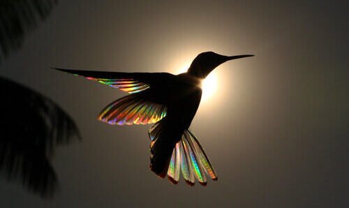 ©Christian Spencer - BIRDS IN FLIGHT HIGHLY COMMENDED