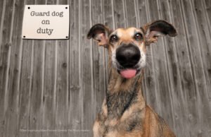 #Esilaranti meme per il National Pet Day Elke Vogelsang Comedy Pet Photo Awards 2020