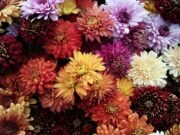 L’infiorata di Patù: il borgo del Salento che dipinge la strada con i fiori dei campi ogni anno per il Corpus Domini