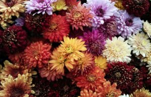 L’infiorata di Patù: il borgo del Salento che dipinge la strada con i fiori dei campi ogni anno per il Corpus Domini