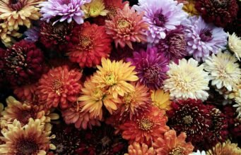 L’infiorata di Patù: il borgo del Salento che dipinge la strada con i fiori dei campi ogni anno per il Corpus Domini No News la rivista dell'ozio e della serendipità, Ozio e serendipità