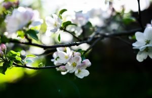 Lo spettacolo bianco-rosa dell’Alto Adige: il festival della fioritura dei meli