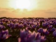 Il viola non esiste nella fisica della luce: ecco perché è un’illusione del cervello