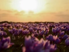 Il viola non esiste nella fisica della luce: ecco perché è un’illusione del cervello No News la rivista dell'ozio e della serendipità, Ozio e serendipità