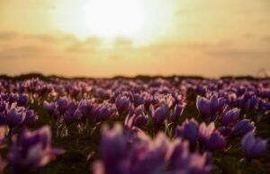 Il viola non esiste nella fisica della luce: ecco perché è un’illusione del cervello