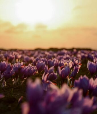 Il viola non esiste nella fisica della luce: ecco perché è un’illusione del cervello