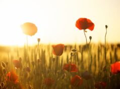 I campi fioriti premiano la biodiversità