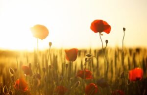 I campi fioriti premiano la biodiversità