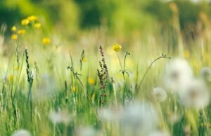#Le aree ferroviarie e le mura antiche: un serbatoio di biodiversità per Milano