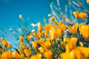 L'abbraccio della primavera: l'equinozio che risveglia il mondo fiori_primavera