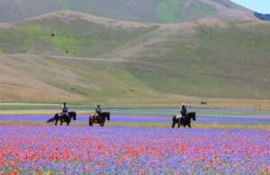 La fioritura di Castelluccio di Norcia: la magia dei Monti Sibillini