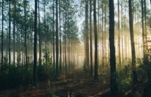 Sauris: il borgo alpino dove gli alberi diventano medicina
