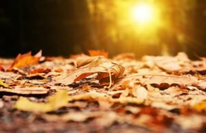 #Komorebi: la magia giapponese del sole tra le foglie che ispirana serenità