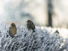 Quando il freddo incontra il calore della tavola