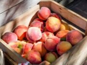 Pesche: le 20 varietà autoctone da riconoscere e assaggiare