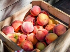 Pesche: le 20 varietà autoctone da riconoscere e assaggiare