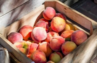 Pesche: le 20 varietà autoctone da riconoscere e assaggiare No News la rivista dell'ozio e della serendipità, Ozio e serendipità