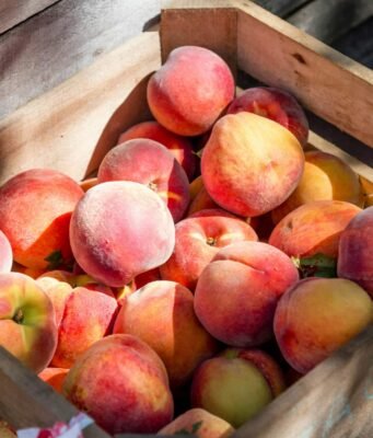 Pesche: le 20 varietà autoctone da riconoscere e assaggiare
