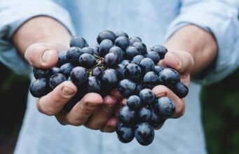 Uva da tavola: viaggio tra grappoli, storia e territori No News la rivista dell'ozio e della serendipità, Ozio e serendipità