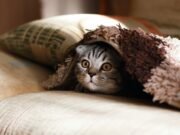 In Giappone i cartelli stradali avvertono anche dei gatti: dalla segnaletica urbana alla sopravvivenza di una specie
