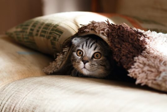 In Giappone i cartelli stradali avvertono anche dei gatti: dalla segnaletica urbana alla sopravvivenza di una specie No News la rivista dell'ozio e della serendipità, Ozio e serendipità