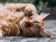 CatchCat, il gioco mobile che trasforma i gatti di strada in Pokémon da collezionare
