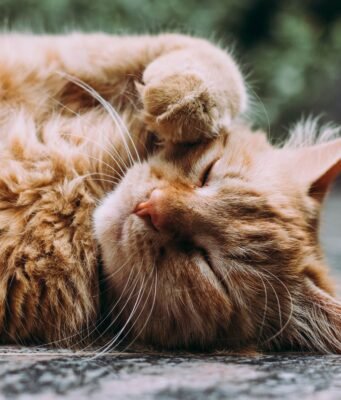 CatchCat, il gioco mobile che trasforma i gatti di strada in Pokémon da collezionare