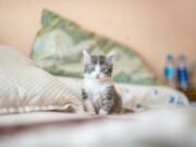 L’isola giapponese dove i gatti sono sacri: benvenuti a Tashirojima