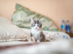 L’isola giapponese dove i gatti sono sacri: benvenuti a Tashirojima