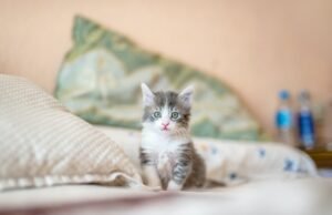 Bambini e gatti: gli effetti benefici delle fusa per rilassarli