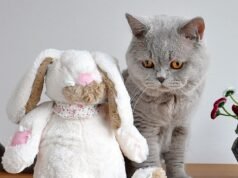 #Come proteggere casa dal tuo gatto (e viceversa)