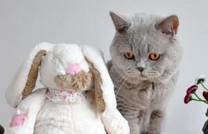 #Come proteggere casa dal tuo gatto (e viceversa)