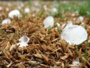 Grandine in Italia: quando dal cielo cade un chicco da 19 centimetri