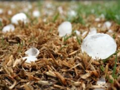 Grandine in Italia: quando dal cielo cade un chicco da 19 centimetri