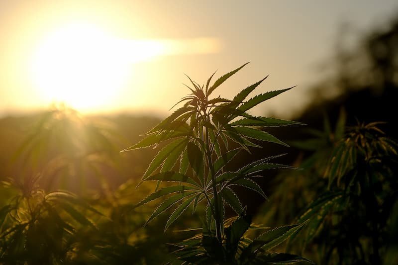 Consumi della cannabis ricreativa, #Boom di richieste di cannabis light